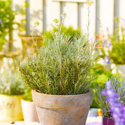 Карі (Helichrysum Angustifolia) Tall Curry