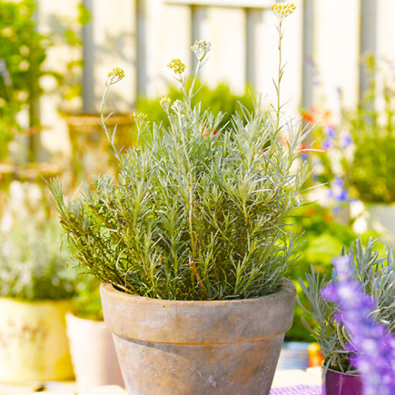 Карі (Helichrysum Angustifolia) Tall Curry