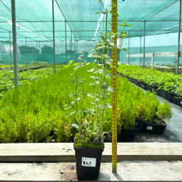 Котовнік (Котяча м'ята) Фассена Six Hills Giant контейнер 0.5 л Котовнік (Котяча м'ята) Фассена Six Hills Giant контейнер 0.5 л