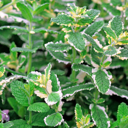 М'ята ананасна Variegata контейнер 0.5 л