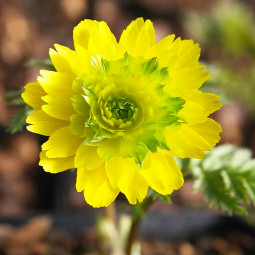 Адоніс амурський Pleniflora (Пленіфлора)