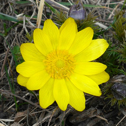 Адоніс золотистий (Adonis chrysocyathus)