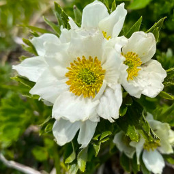 Адоніс монгольський (Adonis mongolica)