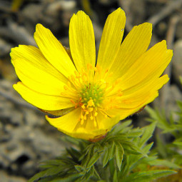 Адоніс сибирський (Adonis sibirica)