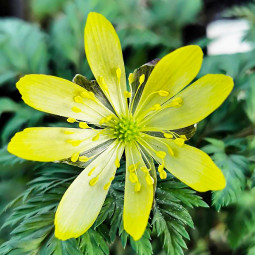 Адоніс туркестанський (Adonis turkestanicus)