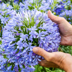 Агапантус Blue