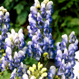 Аконіт Bicolor