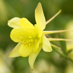 Аквілегія Spring Magic Yellow