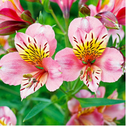 Альстромерія Andes Pink