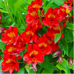 Альстромерія Andes Red