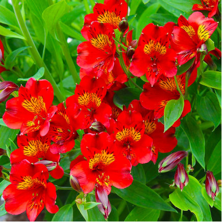 Альстромерія Andes Red