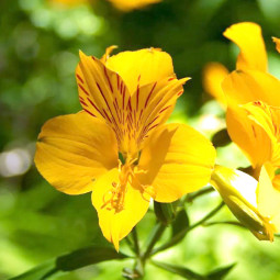 Альстромерія Lutea