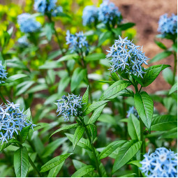 Амсония Blue Star