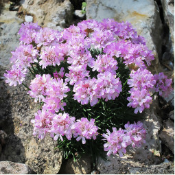 Армерія juniperifolia Brno (Брно)
