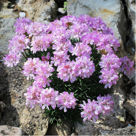 Армерія juniperifolia Brno (Брно)