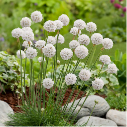 Армерія мaritima White (Уайт)