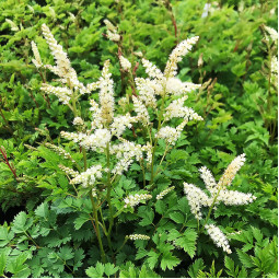 Арункус карликовий Goat's Beard (Гоатс Беард)