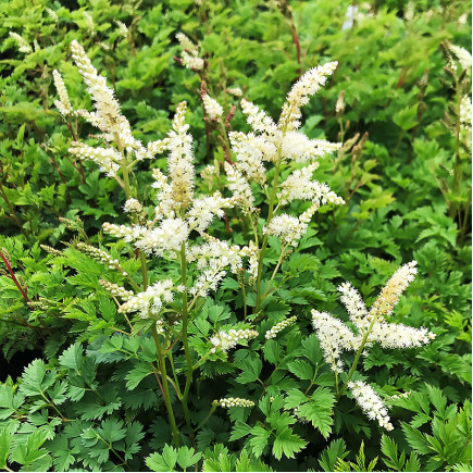 Арункус карликовий Goat's Beard (Гоатс Беард)