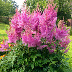 Астільба Gloria Purpurea