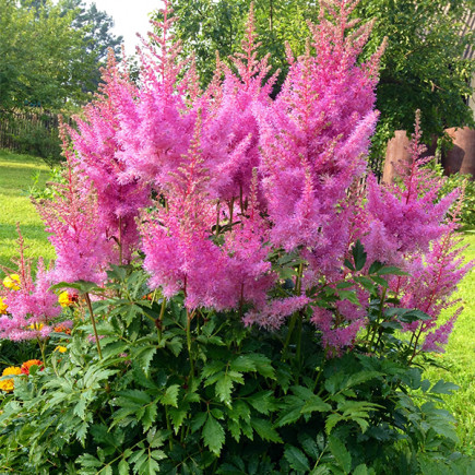 Астільба Gloria Purpurea