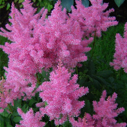 Астільба Gloria Purpurea