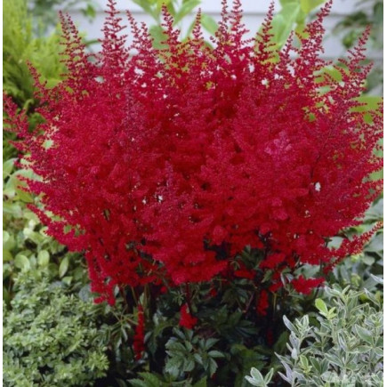 Астільба Etna