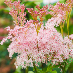 Астільба Inshriach Pink