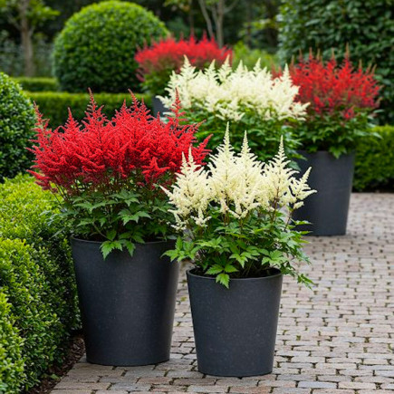 Комплект кореневищ астильб Ритм саду