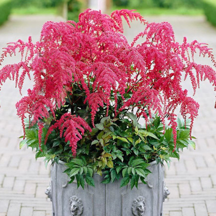 Астільба Red Charm