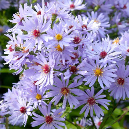 Айстра багаторічна Little Carlow
