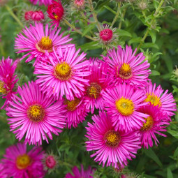 Айстра багаторічна Wargrave Pink
