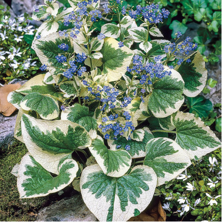Бруннера Variegata