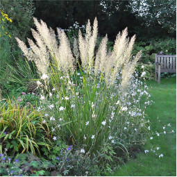 Каламагростіс діамантовий Reed Grass (Рід Грасс)