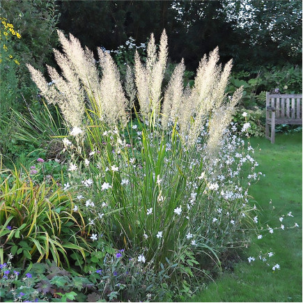 Каламагростіс діамантовий Reed Grass (Рід Грасс)
