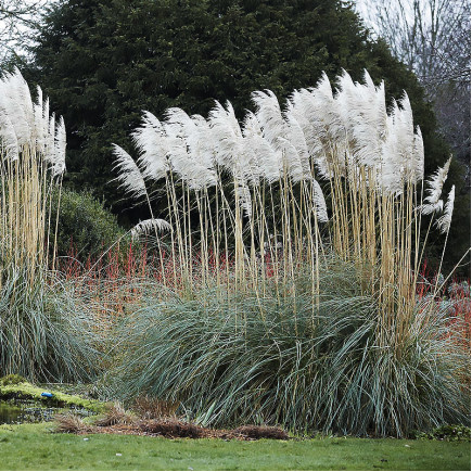 Кортадерія White Plume (Уайт Плум)