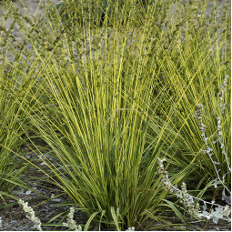 Молінія Variegata (Варієгата)