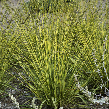 Молінія Variegata (Варієгата)
