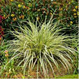 Осока Variegata (Варієгата)