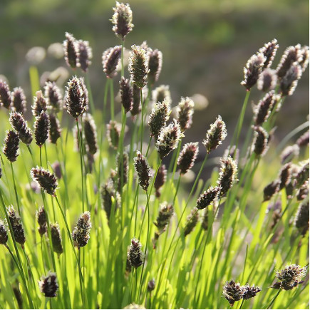 Сеслерія чорноквіткова (Sesleria heufleriana)