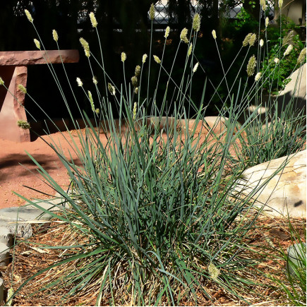 Сеслерія блакитна (Sesleria сaerulea)
