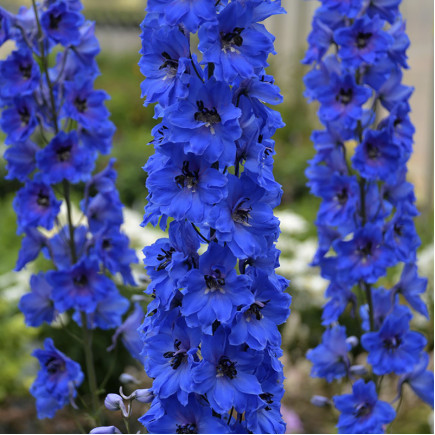 Дельфініум Magic Fountains Dark Blue White Bee (Меджик Фонтейн Блу Вайт) контейнер 0.5 л