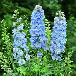 Дельфініум Magic Fountains Sky Blue White Bee контейнер 0.5 л