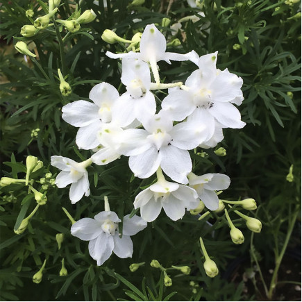 Дельфініум Delfix White (Делфікс Вайт)