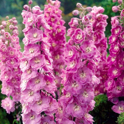 Дельфініум Magic Fountains Lilac Pink White Bee (Меджик Фонтейн) контейнер 0.5 л Дельфініум Magic Fountains Lilac Pink White Bee (Меджик Фонтейн) контейнер 0.5 л
