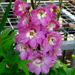 Дельфініум Magic Fountains Lilac Pink White Bee (Меджик Фонтейн) контейнер 0.5 л Дельфініум Magic Fountains Lilac Pink White Bee (Меджик Фонтейн) контейнер 0.5 л