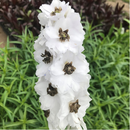 Дельфініум Magic Fountains White Dark Bee (Меджик Фонтейн Вайт Дарк Бі)