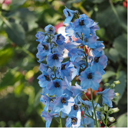 Дельфініум Ocean Tiara Blue (Оушен Тіара Блю)