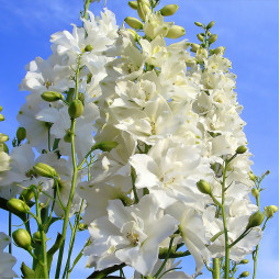 Дельфініум Ocean White (Оушен вайт)