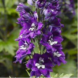 Дельфініум Purple Passion (Пурпл Пейшн)