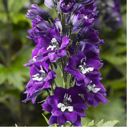 Дельфініум Purple Passion (Пурпл Пейшн)
